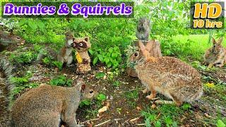 Entertain Your Pets[No Ad Interruptions] 10 Hour - Cat & Dog TV | Bunnies & Squirrels 