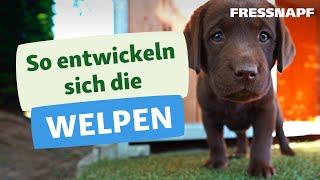 Trächtigkeit, Geburt und die ersten Momente: So entwickeln sich Welpen feat. chocolatelab_bailey