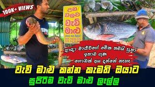 Amazing Freshwater Fish Market In Sri Lanka 