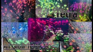 All Glow Tetra In Srilanka | #SLFish&Dimma