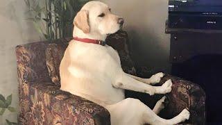 TRY NOT to LAUGH at FUNNY PETS  The FUNNIEST ANIMAL videos