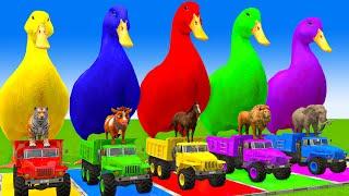 5 Giant Duck Cartoon,Cow,Mammoth,Dog,T-Rex,Lion,Tiger Paint Wild Animals Crossing Fountain Animation