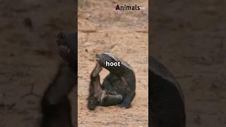 Animals that are scared of honey budgers #animals #shorts