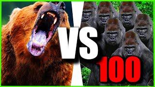100 Gorillas vs 1 Bear