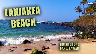 Laniakea Beach - Oahu, Hawaii