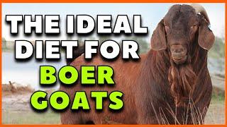 Top 4 essential foods for the healthy nutrition of Boer goats