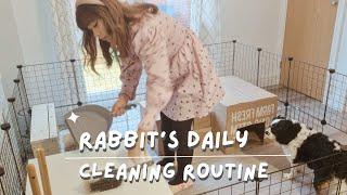 Free Roam Rabbits Setup Cleaning Routine - Cage Free Mini Lop Bunnies