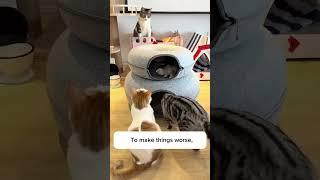I absolutely HATE this cat cave-glamcraze com #catsleeping # #catbed #antianxiety #cats #anxiety