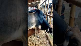 cow videos cow গরু amba guru hamba goru cow video cow cow gorur video cow dance hamba hamba goro#cow