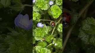 【草花と昆虫】オオイヌノフグリとナナホシテントウ
