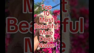 Top 10 Most Beautiful Male Dog Names #dognames #shorts