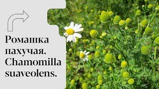 Ромашка пахучая. Chamomilla suaveolens.