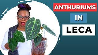 Moving ANTHURIUMS From Soil to LECA For Beginners