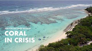 Corals in Crisis