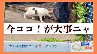 猫たちの日常に、お邪魔します‼