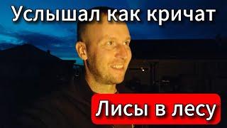 ⭕ Услышал как кричат лисы в лесу #SERVEROK  ///