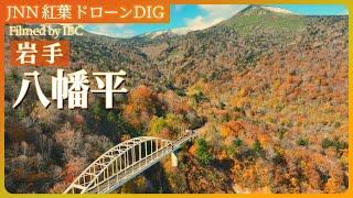 【岩手空中散歩】八幡平の紅葉【JNN 紅葉ドローンDIG】| TBS NEWS DIG