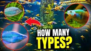 Types of Rainbow Fish: Discover the Top 15 Varieties