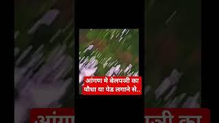 आंगण मे वेलपत्री का पौधा लगाने से ...#Pradeep Mishra ji  #shorts