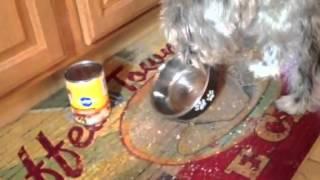 Hungry dog ! Funny dog video ! Dog speaks talks