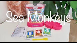 Setting up Sea Monkeys!