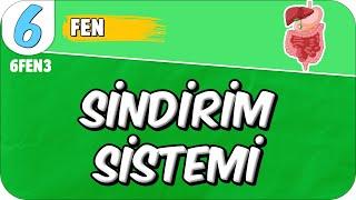 Sindirim Sistemi  6FEN3 #2025