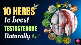 10 Herbs to Boost Testosterone Naturally | Blissed Zone