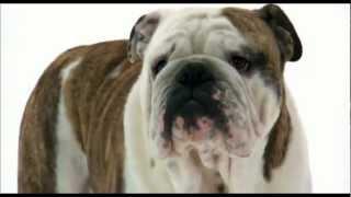 Dogs 101: English Bulldog