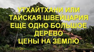 Утхайтхани или тайская Швейцария. Ещё одно самое большое дерево в Таиланде. Цены на землю.