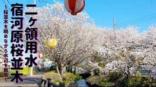 [ 神奈川 ] 二ヶ領用水宿河原堀の桜 撮って出しデータ