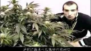 Green House Seed Co White Widow Grow with Japanese Subtitles