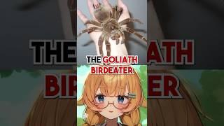 The World's BIGGEST SPIDER Is Actually SHY?!