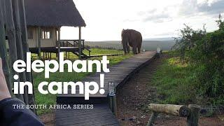 Elephant Safari at Addo Elephant National Park, South Africa