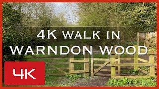 4K video of a walk in an ancient wood on the way to a 12th century church