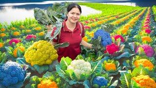 WOMAN Harvesting Colorful Cauliflower Goes To Market Sell & Cooking,Garden - Farm Life