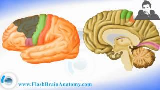 Lessons And 3D Anatomy Software: Borain Cortex