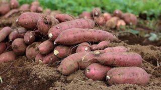 Sweet Potato HarvestingMachine - Dried Sweet Potato Processing || Mordan Technology || Noal Farms