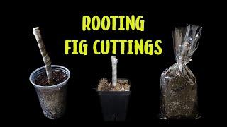 How to root fig cuttings