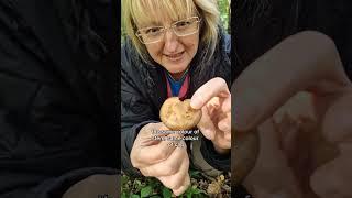 Brown Rollrim (Paxillus involutus): A Dangerous Mushroom That Kills Over Time | Charnwood Foraging