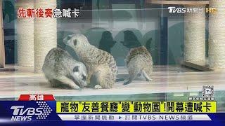 公園養水豚.羊駝!寵物「友善餐廳」變互動園區 開幕遭喊卡｜TVBS新聞