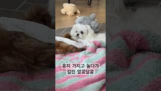 휴지가지고 논거 들킨 강쥐들 #강아지일상 #강아지브이로그 #강아지유튜브 #말티즈 #타이니푸들