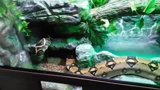 Boa constrictor rainforest vivarium