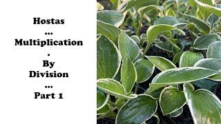 Hostas Multiplication by Division Part 1