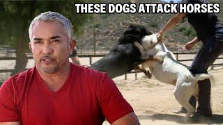 Dealing With A Rottweiler And Bulldog That Attack Horses | Cesar 911 Season 2, Ep. 1