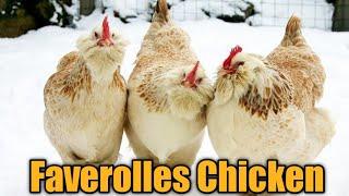 Faverolles Chicken | Characteristics of Faverolle Chicken Breed | @Dr.Abu-BakarNaeem