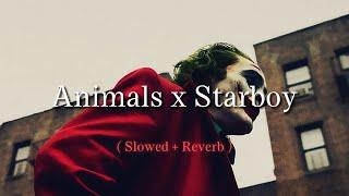 Animals x Starboy ( Slowed + Reverb ) | The Joker ( 4K) | VB MUSIC Edits