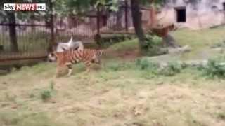 Crane Fights Tigers After Flying Into Enclosure