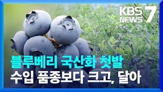 국산 블루베리 품종 첫 개발…종자 자급률 ‘쑥쑥’ / KBS  2022.06.29.