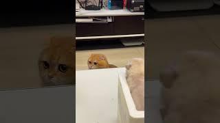  The Funniest Cats Videos of the July 2024