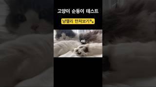 고양이 순둥이 테스트 #고양이발바닥 #고양이젤리 #순둥이
